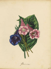 Joseph Paxton Gloxinia Speciosa Flower – mid-19th-century watercolour painting