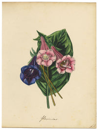 Joseph Paxton Gloxinia Speciosa Flower – dipinto ad acquerello della metà del XIX secolo