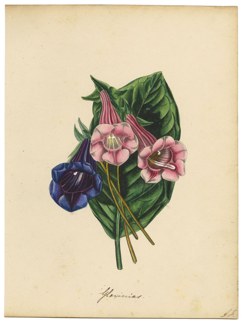 Joseph Paxton Gloxinia Speciosa Flower – dipinto ad acquerello della metà del XIX secolo