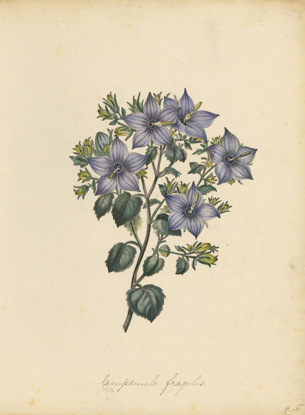 Joseph Paxton Campanula Fragilis Hirsuta Flower – mid-C19th watercolour painting