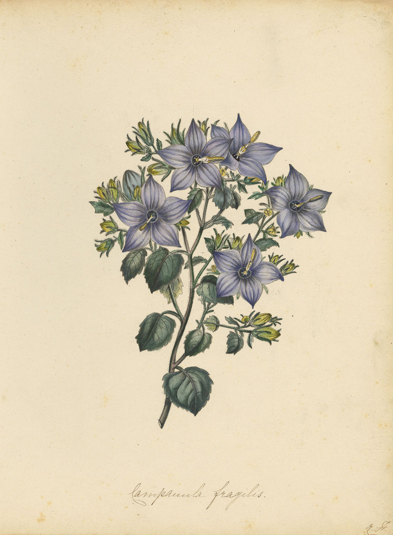 Joseph Paxton Campanula Fragilis Hirsuta Flower – mid-C19th watercolour painting