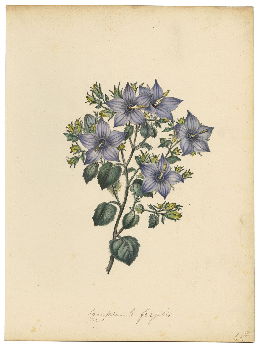 Joseph Paxton Campanula Fragilis Hirsuta Flower – acquerello della metà del XIX secolo