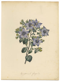 Flor de Campanula Fragilis Hirsuta de Joseph Paxton – acuarela de mediados del siglo XIX