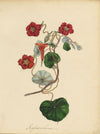 Louis van Houtte Tropaeolum Lobbianum Flower – mid-C19th watercolour painting