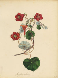 Louis van Houtte Tropaeolum Lobbianum Flower – mid-C19th watercolour painting