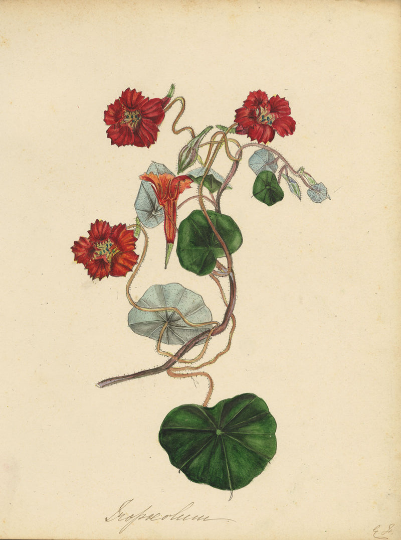 Louis van Houtte Tropaeolum Lobbianum Flower – mid-C19th watercolour painting