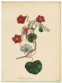 Louis van Houtte Tropaeolum Lobbianum Flower – mid-C19th watercolour painting