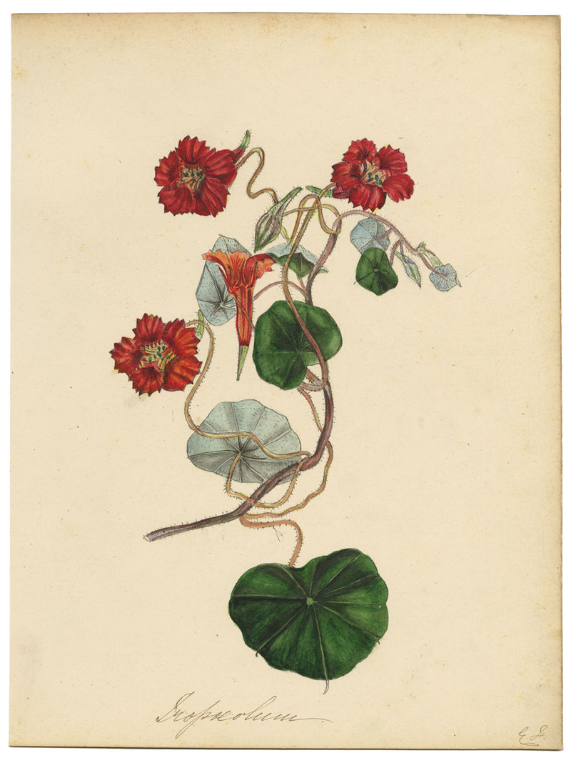 Louis van Houtte Tropaeolum Lobbianum Flower – mid-C19th watercolour painting