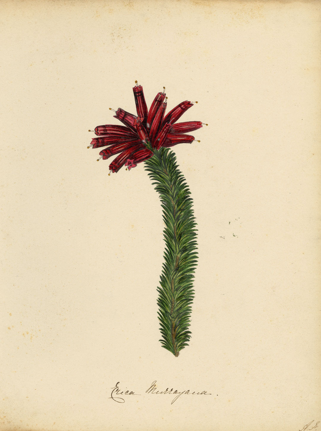 Joseph Paxton Erica Murrayana Flower – mid-C19th watercolour painting