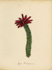 Joseph Paxton Erica Murrayana Flower – mid-C19th watercolour painting
