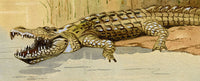 Leland M. Dundas, African Crocodile, Kenya – Original 1920s watercolour painting
