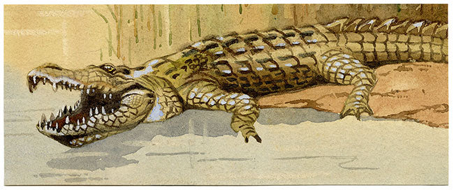 Leland M. Dundas, African Crocodile, Kenya – Original 1920s watercolour painting