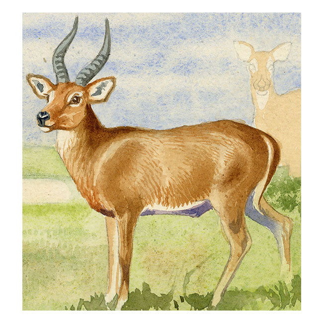 Leland M. Dundas, African Puku Antelope – Original 1920s watercolour painting