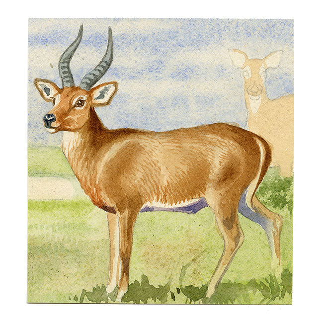 Leland M. Dundas, African Puku Antelope – Original 1920s watercolour painting