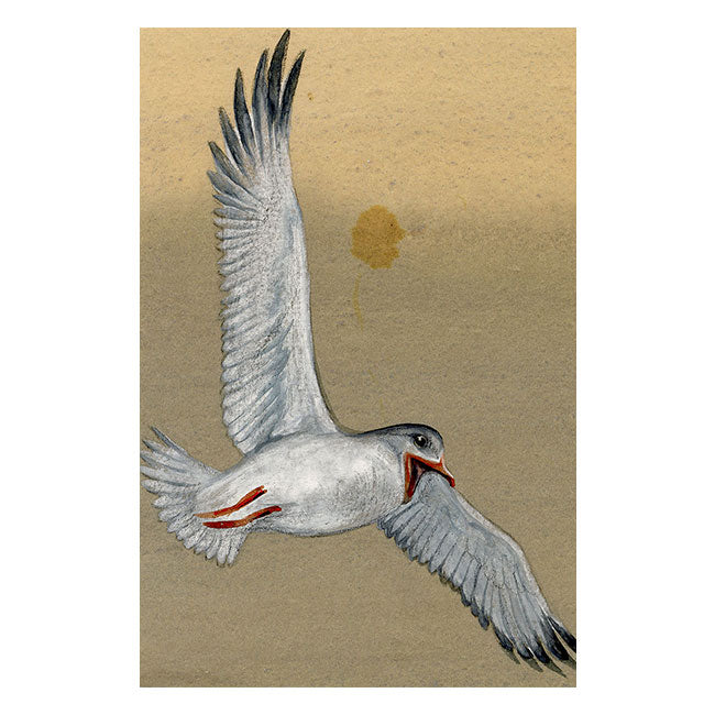 Leland M. Dundas, African Grey-headed Gull, Kenya – 1920s gouache painting