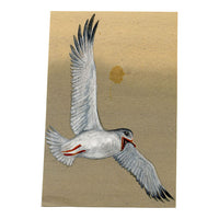 Leland M. Dundas, African Grey-headed Gull, Kenya – 1920s gouache painting