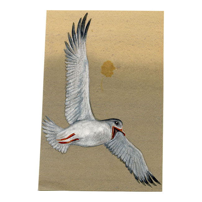 Leland M. Dundas, African Grey-headed Gull, Kenya – 1920s gouache painting