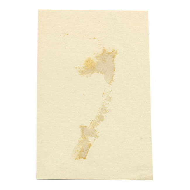 Leland M. Dundas, African Grey-headed Gull, Kenya – 1920s gouache painting