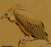 Leland M. Dundas, Migratory Cinereous Vulture, Africa – 1920s pastel drawing
