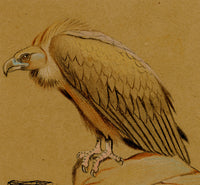 Leland M. Dundas, Migratory Cinereous Vulture, Africa – 1920s pastel drawing