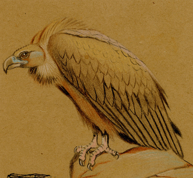 Leland M. Dundas, Migratory Cinereous Vulture, Africa – 1920s pastel drawing