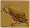 Leland M. Dundas, Migratory Cinereous Vulture, Africa – 1920s pastel drawing