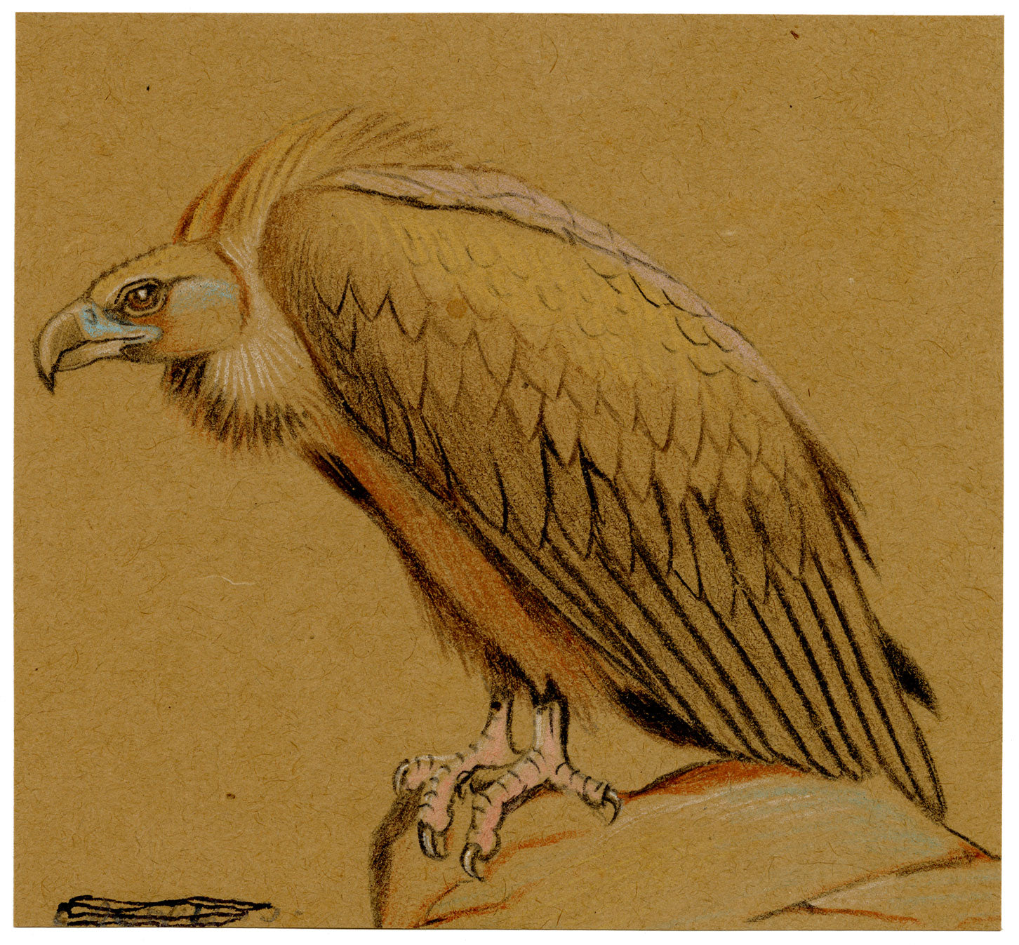 Leland M. Dundas, Migratory Cinereous Vulture, Africa – 1920s pastel drawing
