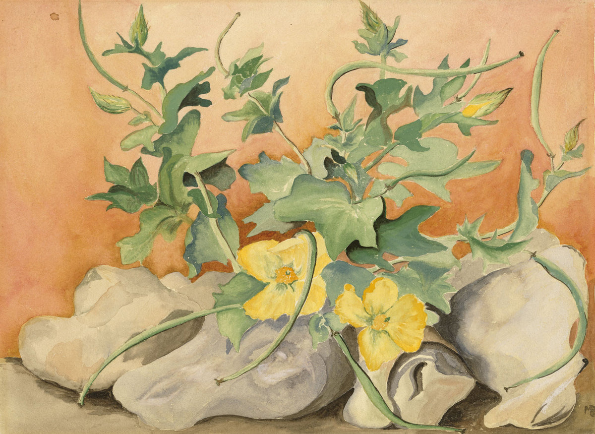 M.D.B., Decorative Luffa Flower Still Life – early C20th watercolour painting