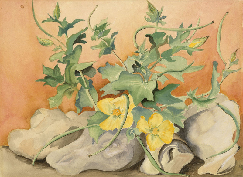 M.D.B., Decorative Luffa Flower Still Life – early C20th watercolour painting