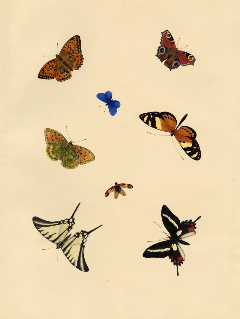 Louisa Hare, Sheet of Butterfly Studies – Original c.1832 watercolour painting