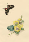 Louisa Hare, Cattleheart Butterfly & Hollyhock Flower – c.1832 watercolour