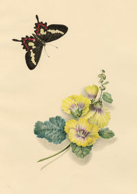 Louisa Hare, Cattleheart Butterfly & Hollyhock Flower – c.1832 watercolour