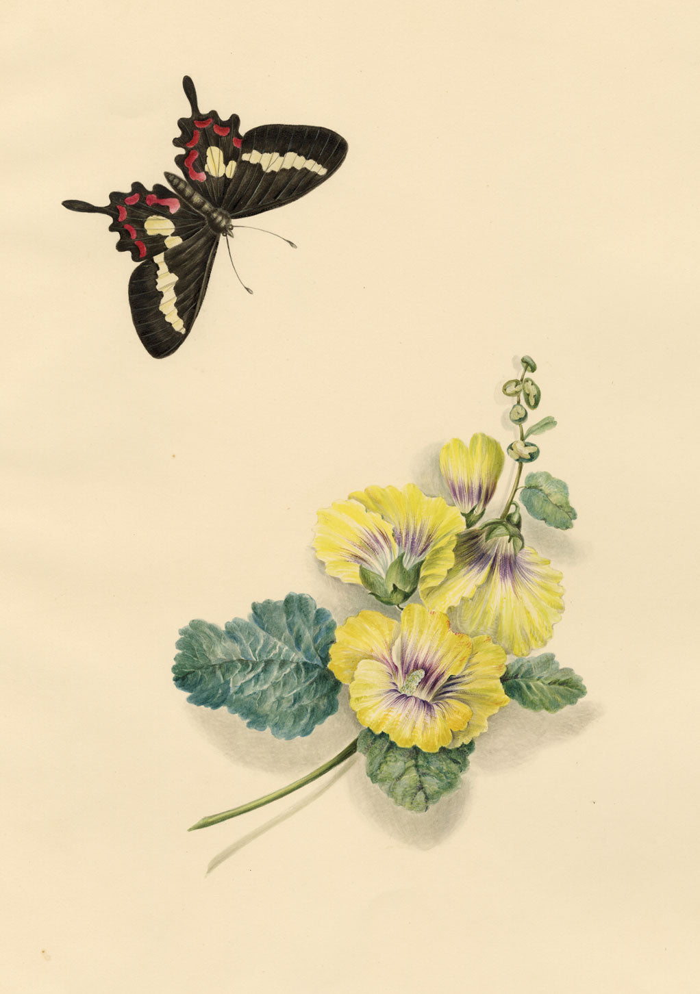 Louisa Hare, Cattleheart Butterfly & Hollyhock Flower – c.1832 watercolour