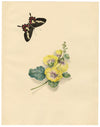 Louisa Hare, Cattleheart Butterfly & Hollyhock Flower – c.1832 watercolour
