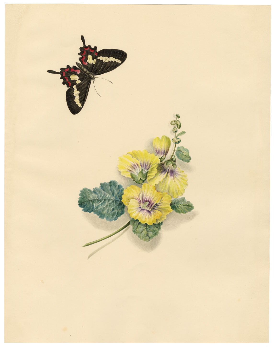 Louisa Hare, Cattleheart Butterfly & Hollyhock Flower – c.1832 watercolour