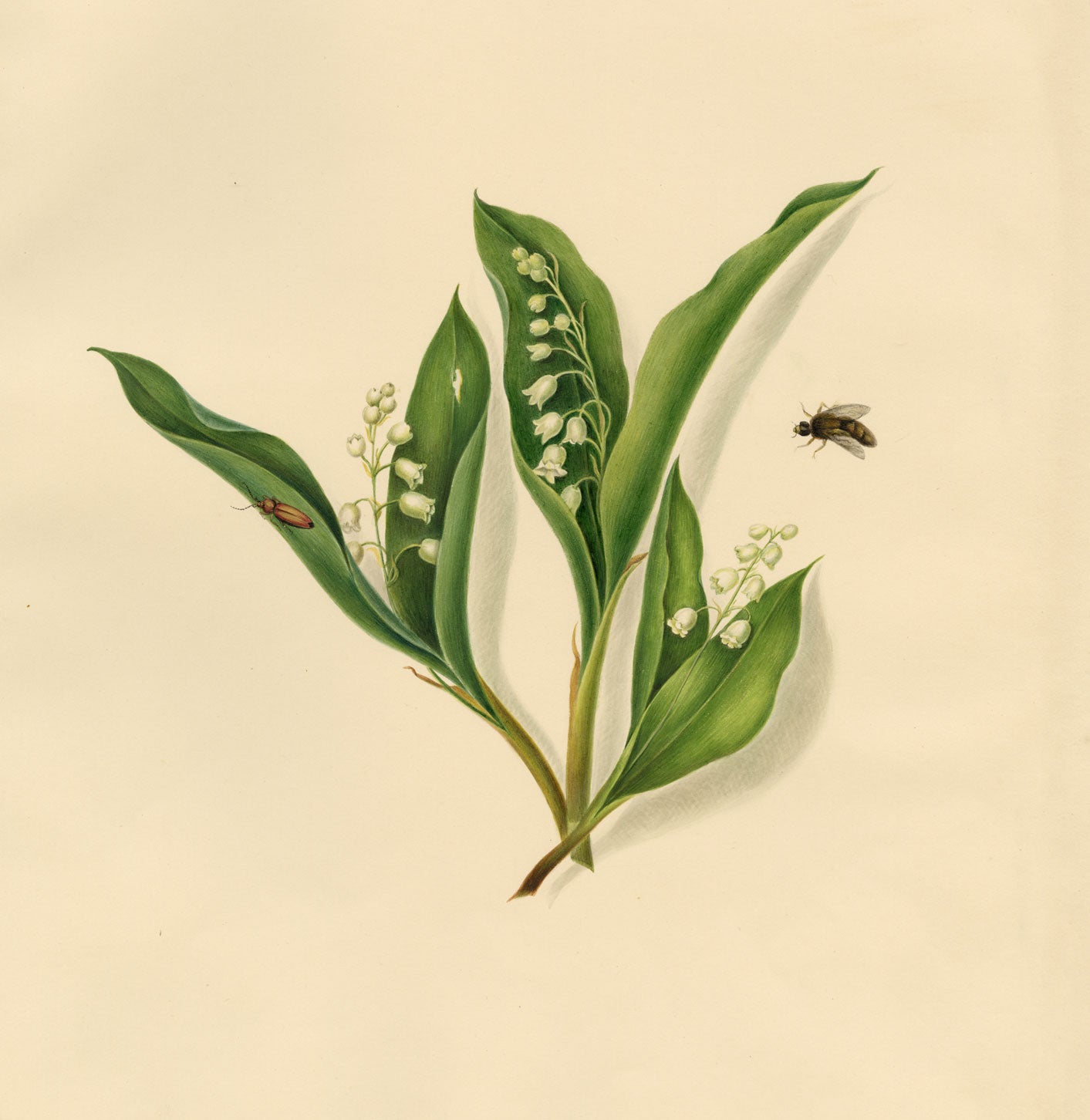 Louisa Hare, Lily of the Valley Flower & Insects – c.1832 watercolour painting