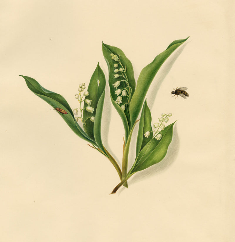 Louisa Hare, Lily of the Valley Flower & Insects – c.1832 watercolour painting