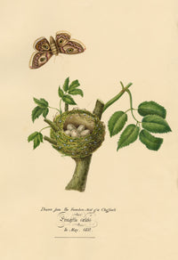 Louisa Hare, Chaffinch Bird Nest & Eggs from Life – 1832 watercolour painting