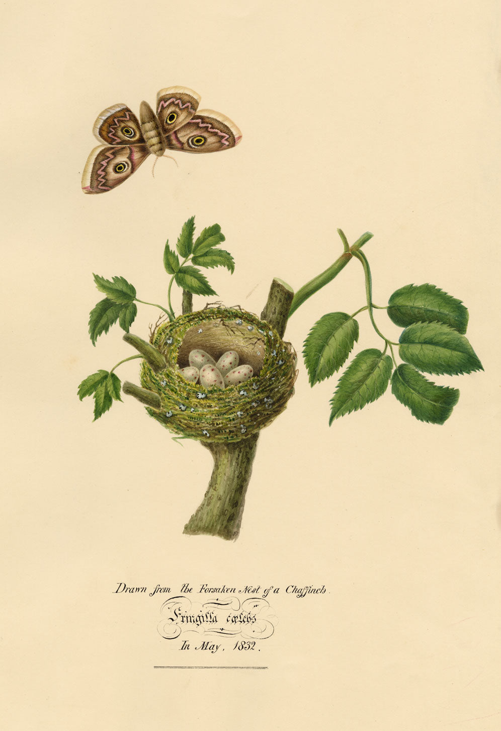 Louisa Hare, Chaffinch Bird Nest & Eggs from Life – 1832 watercolour painting