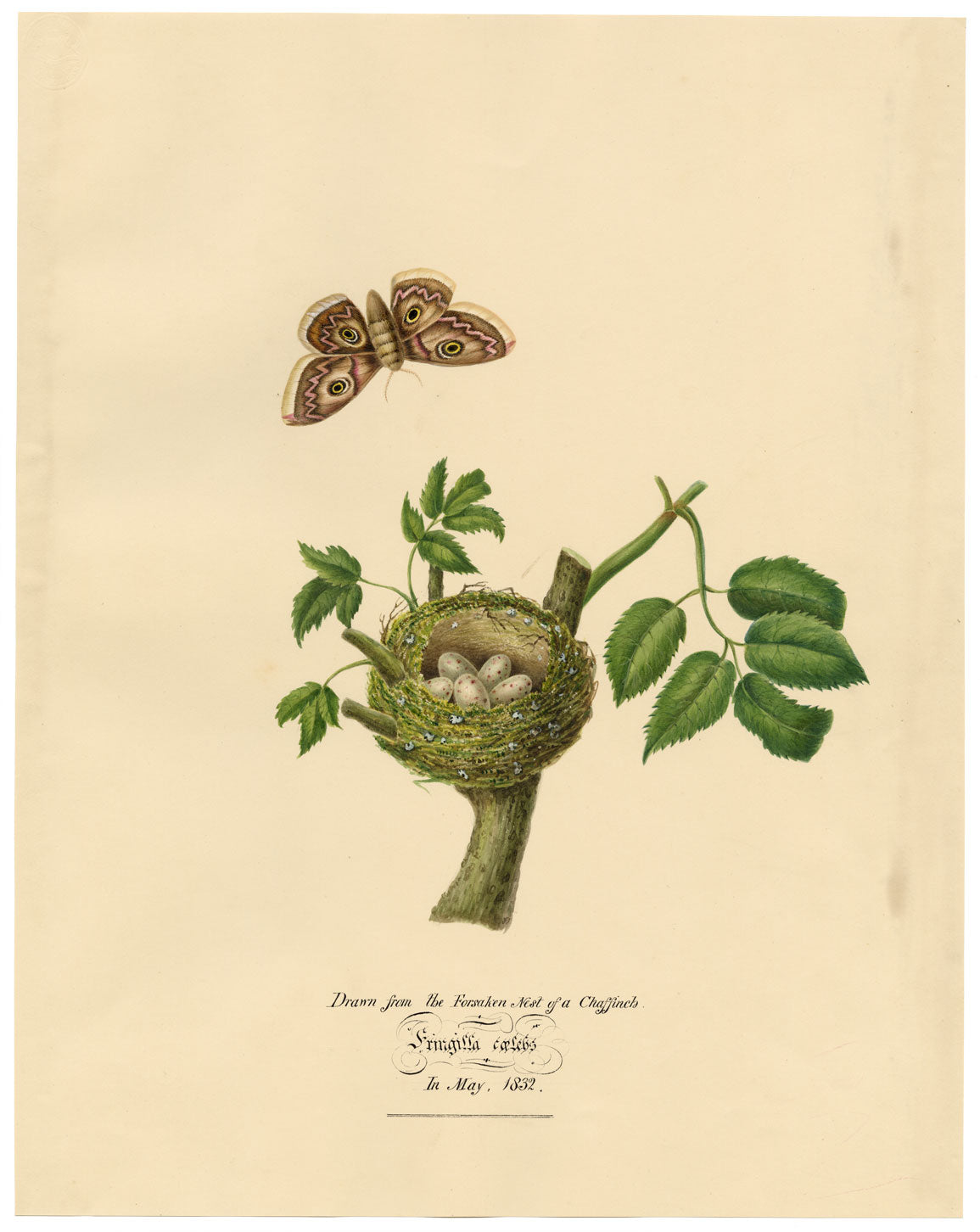 Louisa Hare, Chaffinch Bird Nest & Eggs from Life – 1832 watercolour painting