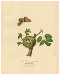 Louisa Hare, Chaffinch Bird Nest & Eggs from Life – 1832 watercolour painting