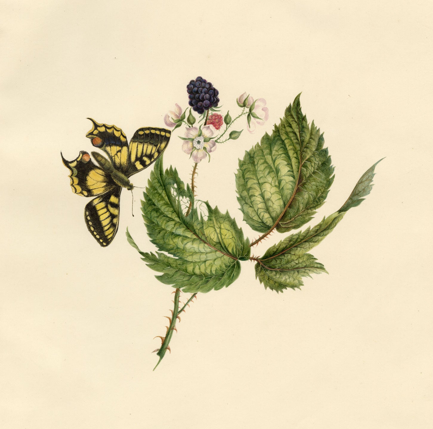 Louisa Hare, Blackberry with Swallowtail Butterfly – c.1832 watercolour painting