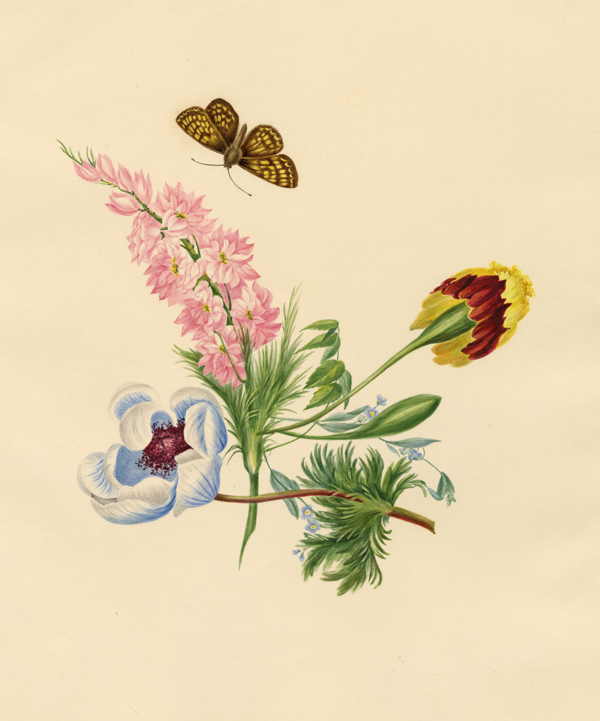 Louisa Hare, Wildflowers with Latticed Heath Moth – c.1832 watercolour painting