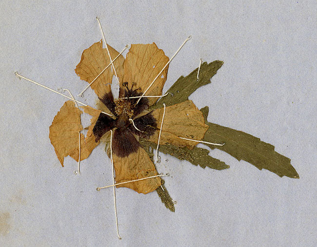 Chinese Herbarium Pressed Wildflower Specimen – c.1859