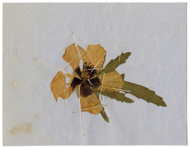 Ejemplar de flor silvestre prensada de herbario chino – c.1859