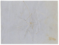 Ejemplar de flor silvestre prensada de herbario chino – c.1859