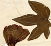 Chinese Herbarium Pressed Cotton Leaf & Flower Specimen 1862