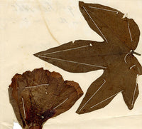 Chinese Herbarium Pressed Cotton Leaf & Flower Specimen 1862