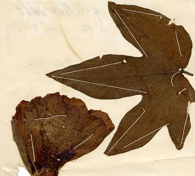 Chinese Herbarium Pressed Cotton Leaf & Flower Specimen 1862