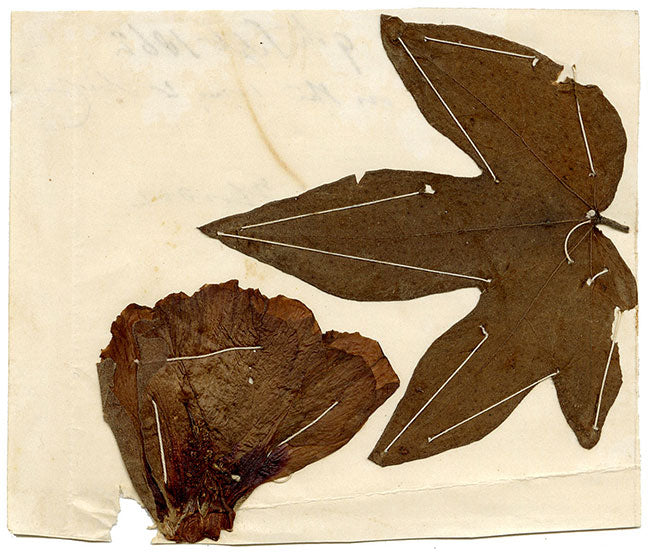 Esemplare di foglie e fiori di cotone pressato dell'erbario cinese 1862